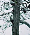 Hairy Woodpecker on phone pole.