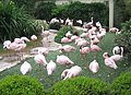 Lesser Flamingos (Phoenicopterus minor) at SeaWorld San Diego, California.