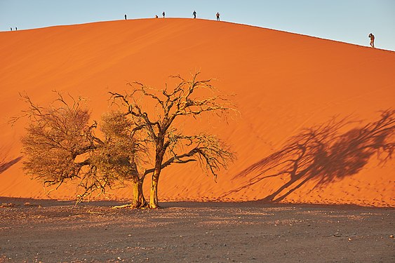 Lone tree in front of Dune 45 in Sossusvlei Namibia