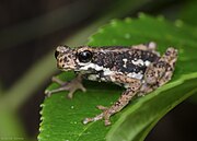 Image of Malabar Tree Toad