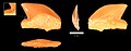 Squalicorax kaupi tooth, Menuha Formation.
