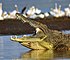 NileCrocodile--Etiopia-Omo-River-Valley-02