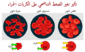 العربية