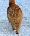 Same Siberian cat as before in snow but walking (Source)