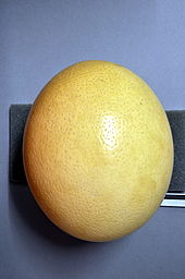 Egg