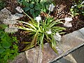 Ypsilandra thibetica cultivated plant of a white-flowered form growing in Cambridge Botanic Gardens, Cambridgeshire, United Kingdom.