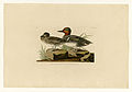 228. American Green-winged Teal (Green-winged Teal)