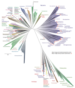A 2016 metagenomic representation of the tree of life, unrooted, using ribosomal protein sequences. Bacteria are at top (left and right); Archaea at bottom; Eukaryotes in green at bottom right.[129]