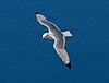 A Black-legged-Kittiwake in flight