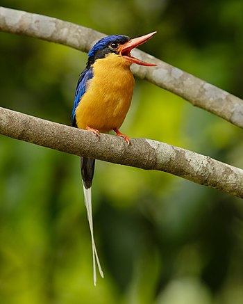 Buff-breasted paradise kingfisher