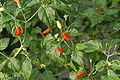 Capsicum frutescens