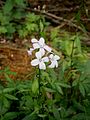 Cardamine bulbifera