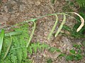 Carex pendula