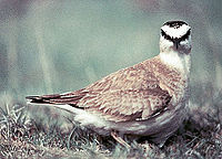 Mountain Plover(breeding plumage, in winter plumage, the head lacks the black)