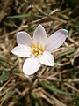 Colchicum alpinum