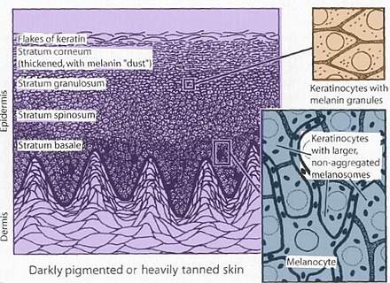 Darkly pigmented skin