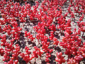 Sedum smallii (red diamorpha) on Arabia Mountain