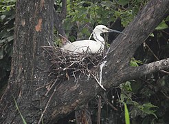 Egg incubation in nest
