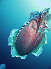 Hooded cuttlefish (Sepia prashadi)