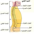 Arabic