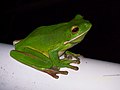 Litoria infrafrenata