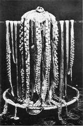 #30 (25/11?/1873) Another very similar (though non-identical) photograph of the head and arms of the Logy Bay giant squid. This one appeared in Frank Walter Lane's Kingdom of the Octopus (Lane, 1957:pl. 44), where it was described as "the best-known photograph of a giant squid".