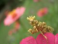 Sudanese Hymenopodid Mantis, Pseudocreobotra species