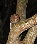 An adult at the western municipality of Aguada