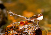 Image of an unknown Micrixalus species exhibiting "foot-flagging" behaviour