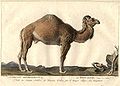 The Dromedary. Camelus dromedarius.