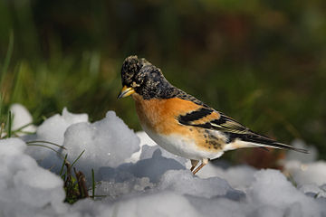 The Brambling, a small passerine bird in the finch family Fringillidae, in Tarn, France.