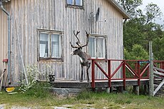 Reindeer on porch at a house in Mittådalen.