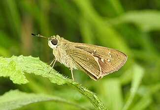 Ventral view