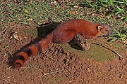 Red and brown euplerid