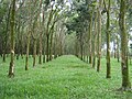 橡膠栽種園