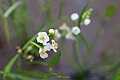 Sagittaria latifolia Willd. — Broad-leaved arrow-leaf