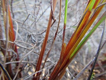 Base flowering stems (culms)