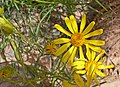 Senecio flaccidus