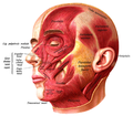 Image 1An image showing the underlying muscles of the face.
