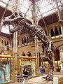 and another Tyrannosaurus rex