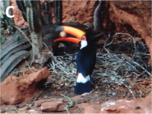 A toco toucan in front of a nest made of sticks, holding a whitish egg in its beak
