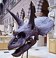 Triceratops skull again