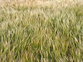 Wheat 2016