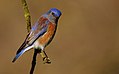 Western Bluebird - Sacramento County, California