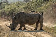 White rhinoceros