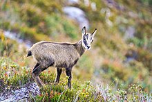 Juvenile chamois in the Aletsch Forest Nature Reserve, Switzerland