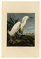 242. Snowy Heron or White Egret