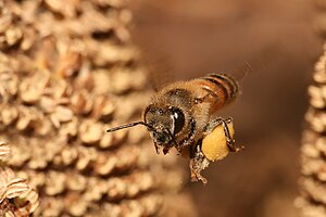 Apis mellifera European honey bee carrying pollen in a pollen basket