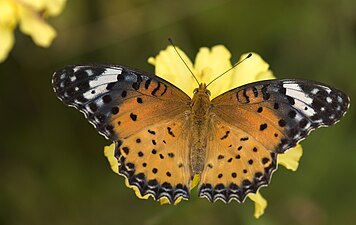 Dorsal view (female)