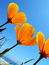 California poppies in the summer